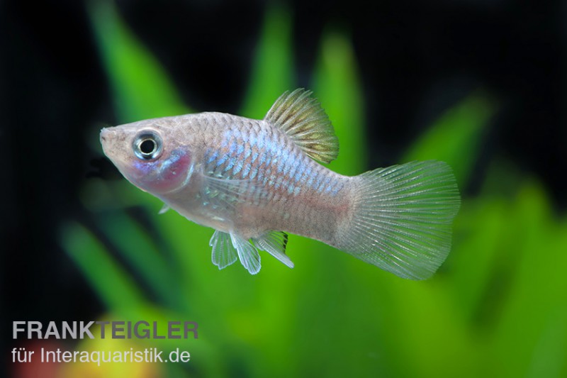 Blauer Platy, Xiphophorus maculatus