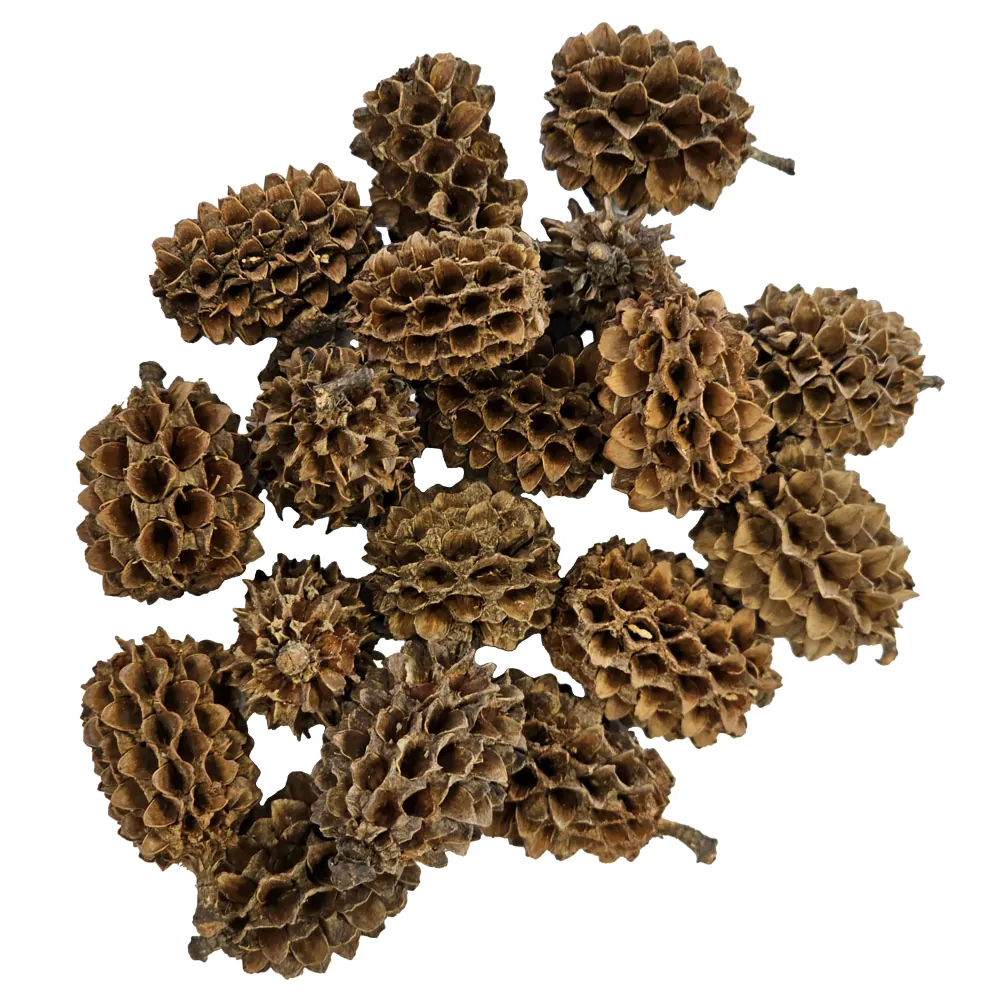 Hobby Casuarina Cones, 25 Kasuarinen-Zapfen auf weißem Hintergrund – feste Botanicals fürs Aquarium, geben Huminstoffe ab und bieten Biofilm, Weidefläche und Versteck für Garnelen, Krebse, Schnecken und Zierfische