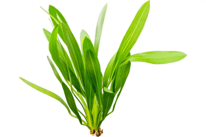 Uruguay-Schwertpflanze, Echinodorus uruguayensis, Topf