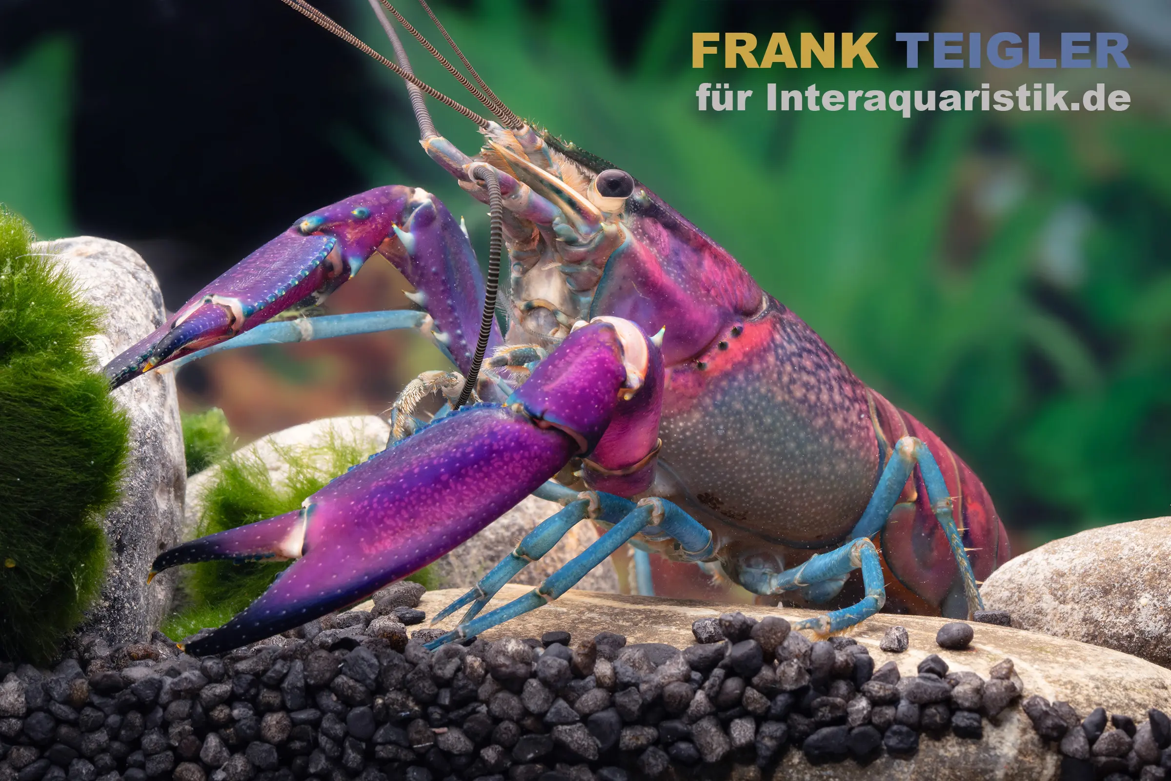 Lila-blauer Süßwasserkrebs auf Aquariumkies