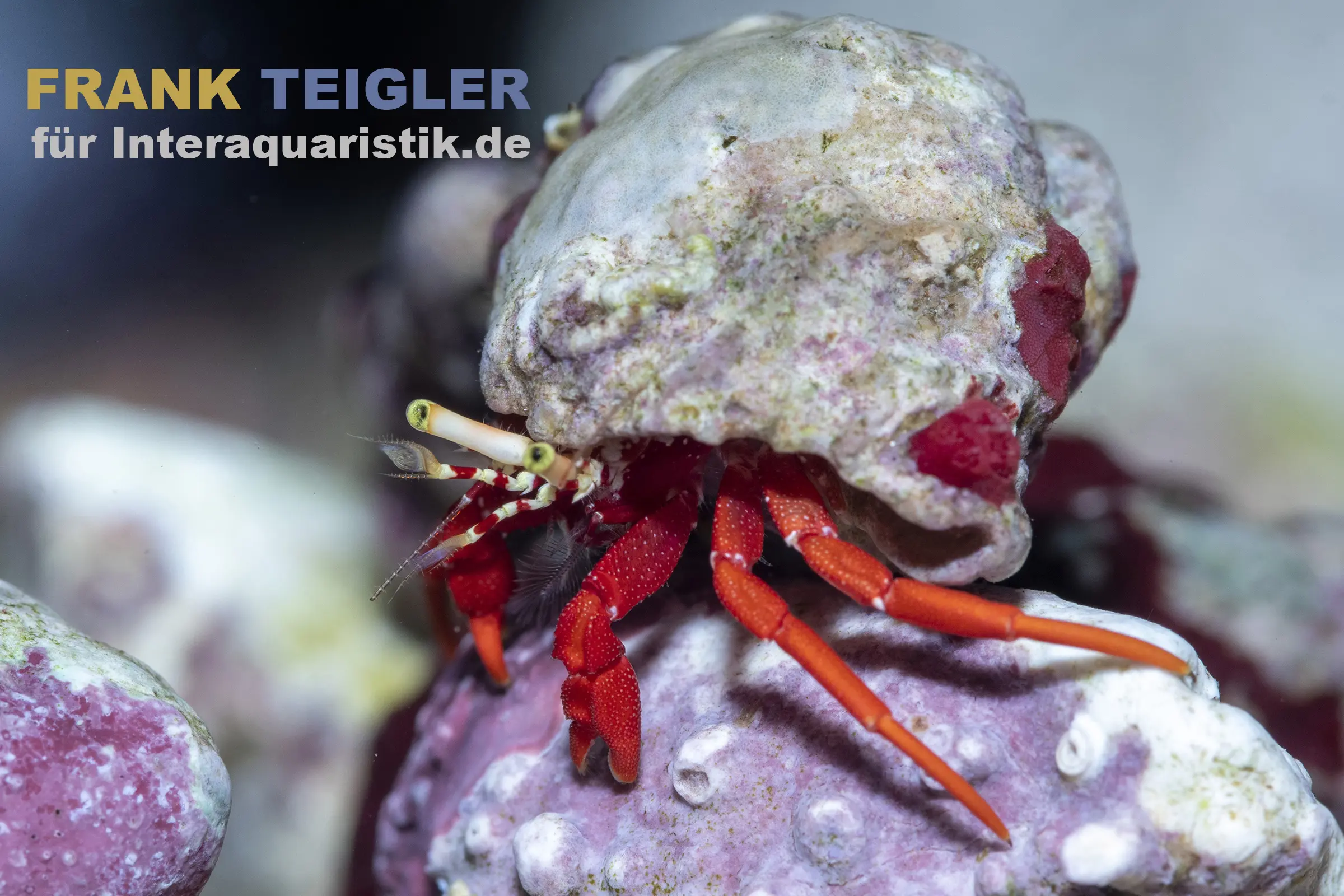 Roter Riffeinsiedlerkrebs Paguristes cadenati, Nahaufnahme mit intensiven roten Beinen zwischen Riffgestein; Karibik/Westatlantik Herkunft, Produktbild für Meerwasser @Interaquaristik