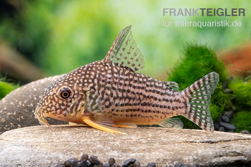 Sterbas Panzerwels, Corydoras sterbai