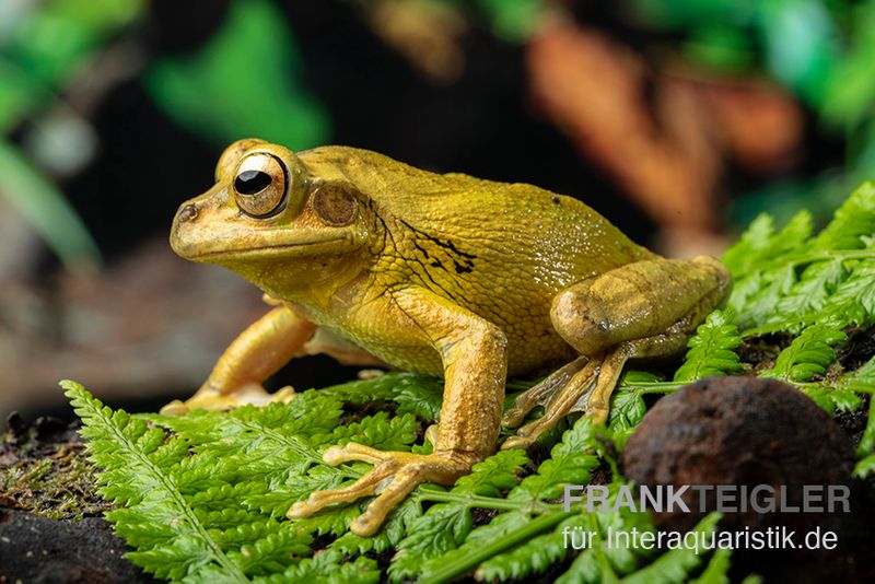 Costa Rica-Maskenlaubfrosch, Smilisca phaeota