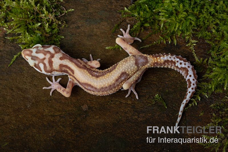 Leopardgecko, Eublepharis macularius, TREMPER ALBINO JUNGLE