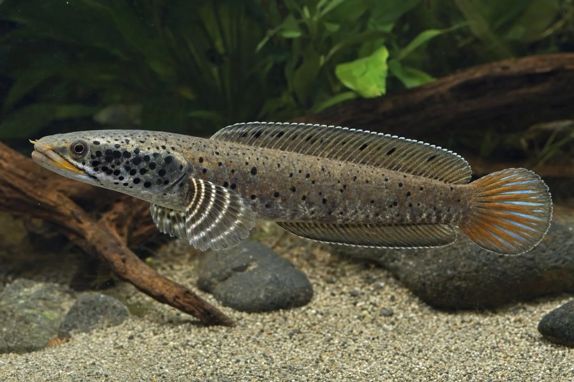 Schmuckflossen-Schlangenkopf, Channa ornatipinnis