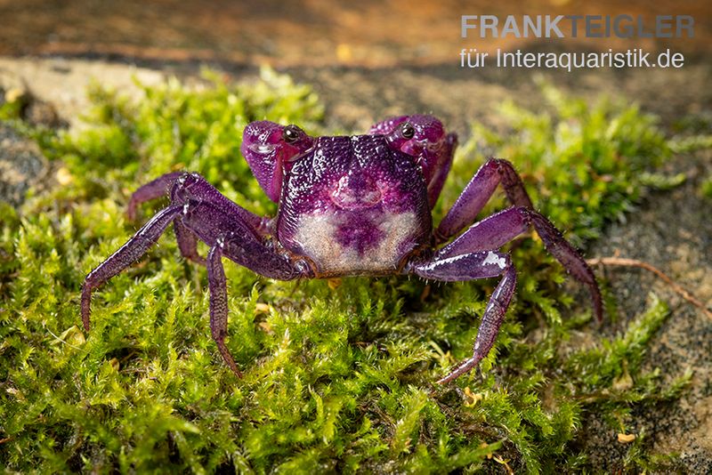 Pitaya-Vampirkrabbe Geosesarma sp., Zufällig ausgewählt