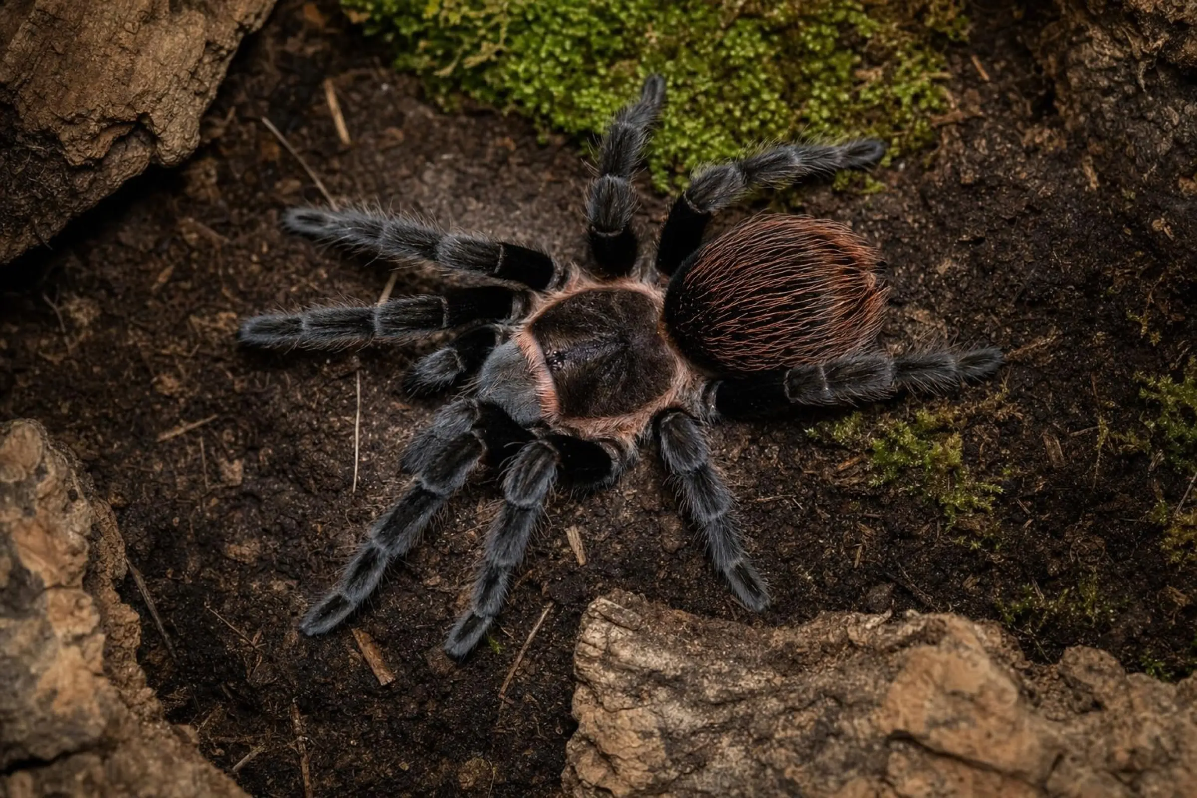 Costa-Rica-Rotvogelspinne, Sericopelma angustum