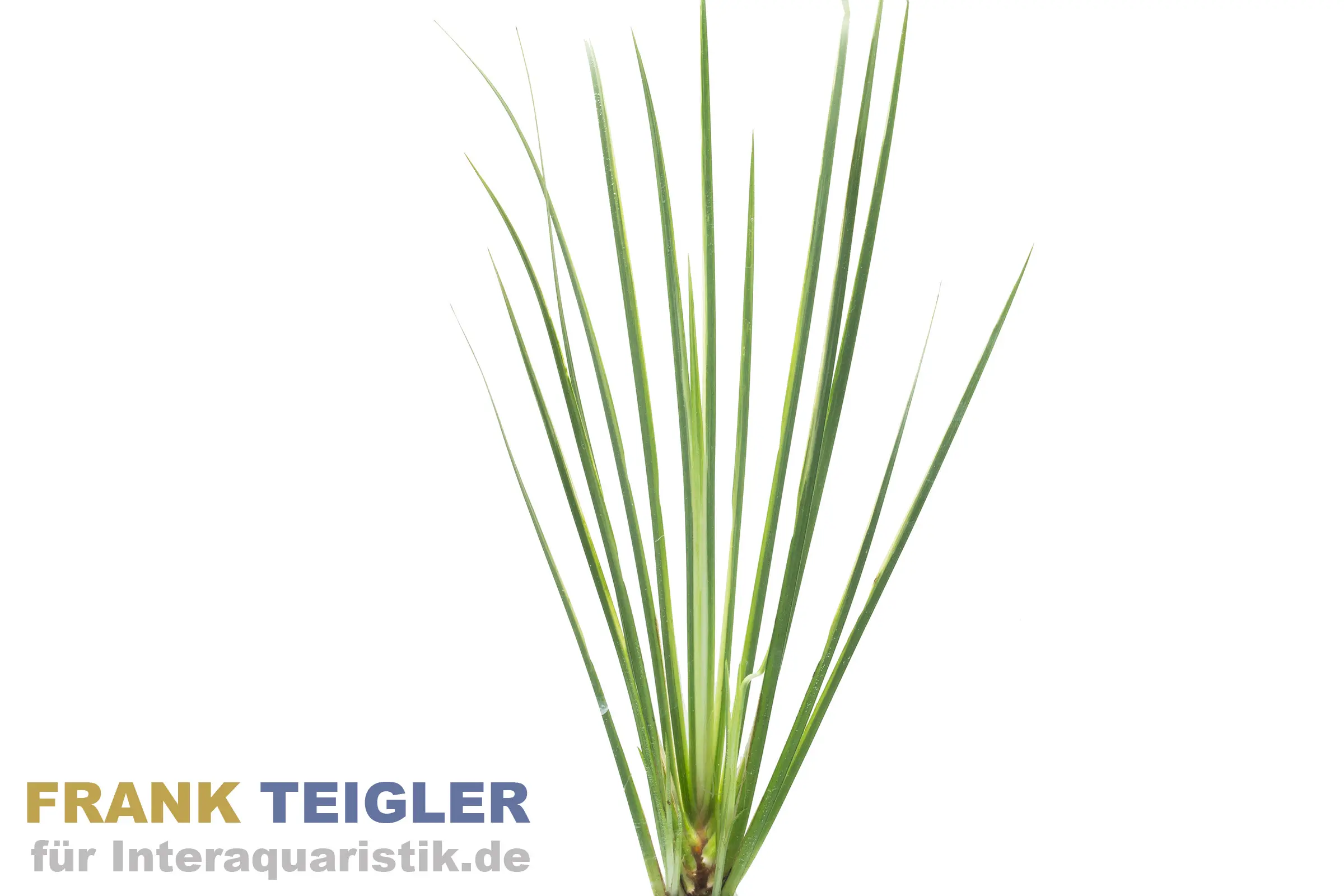 Kalmus weißbunt, Acorus gramineus variegatus, im Topf