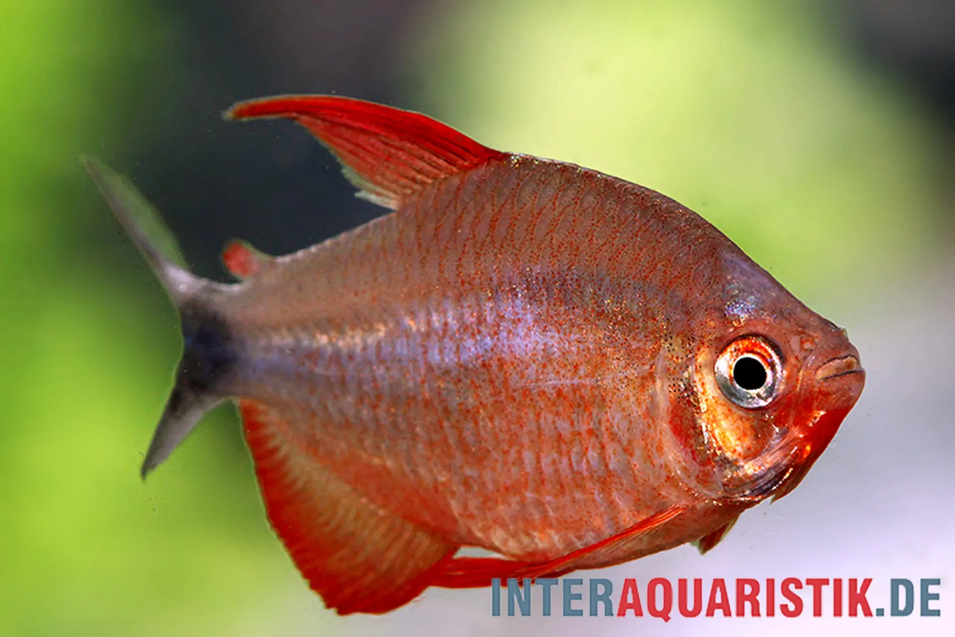 Peugeot-Salmler, Hyphessobrycon peugeotorum