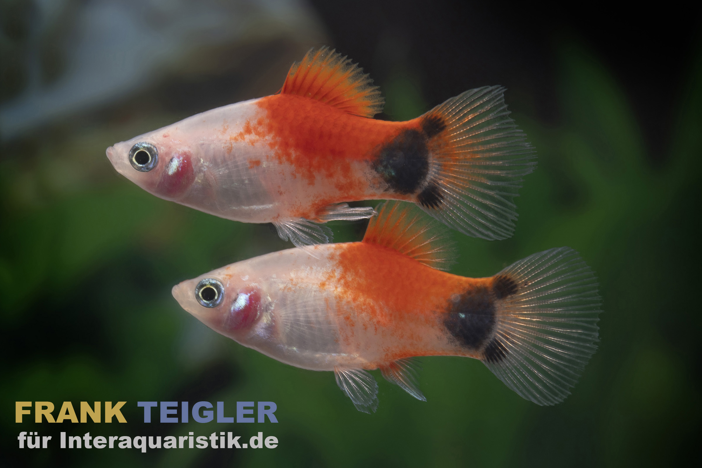 Platy Tropic Red Top Mickey Mouse, Xiphophorus maculatus
