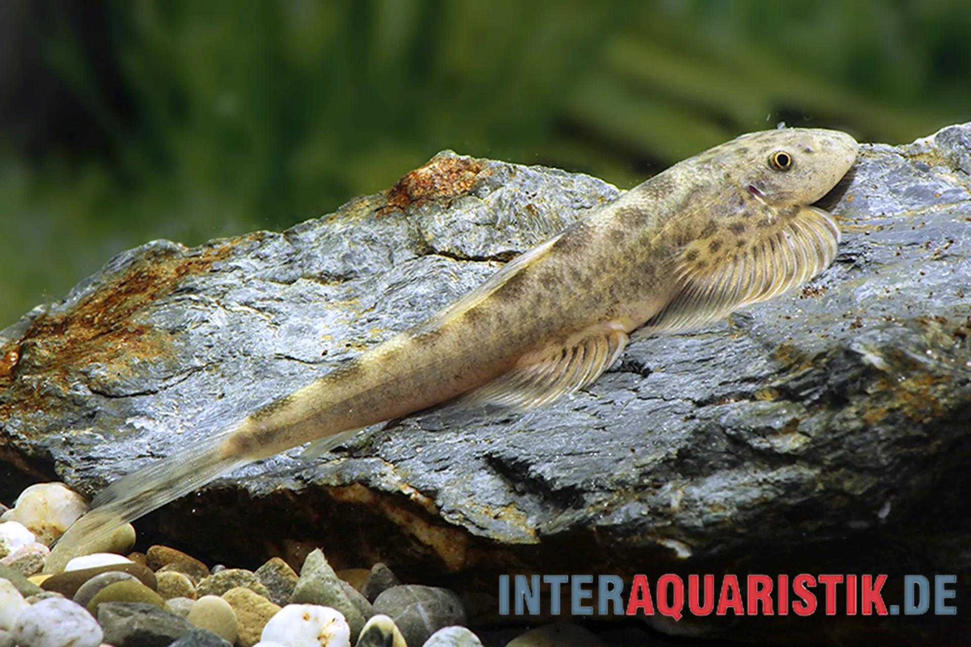 Nan‑Flossensauger Hemimyzon nanensis sitzt seitlich auf einem Felsen im Aquarium, flacher Körper mit ausgeprägten Brustflossen und dezenter Fleckenzeichnung, typische Bachschmerle für strömungsnahe Becken