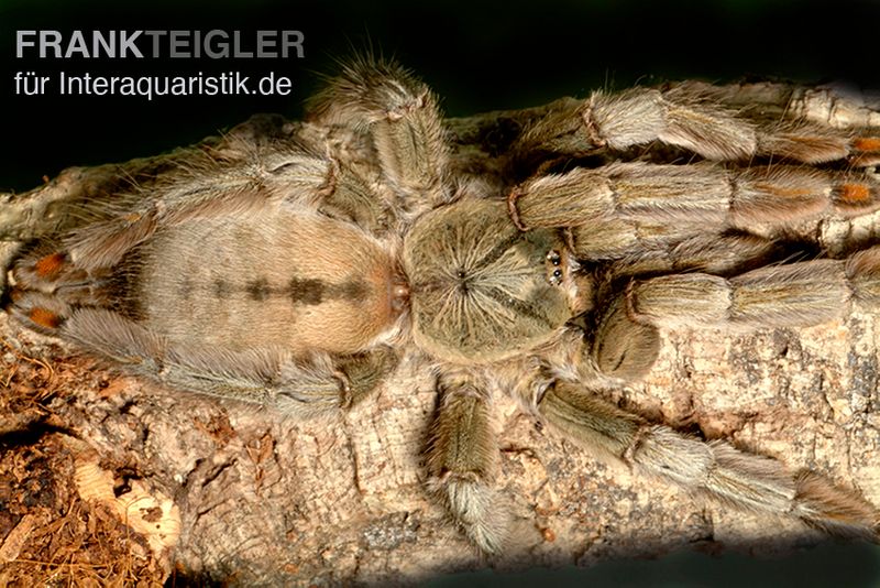 Grüne Trinidad-Vogelspinne, Psalmopoeus cambridgei, Spiderling 3/4''