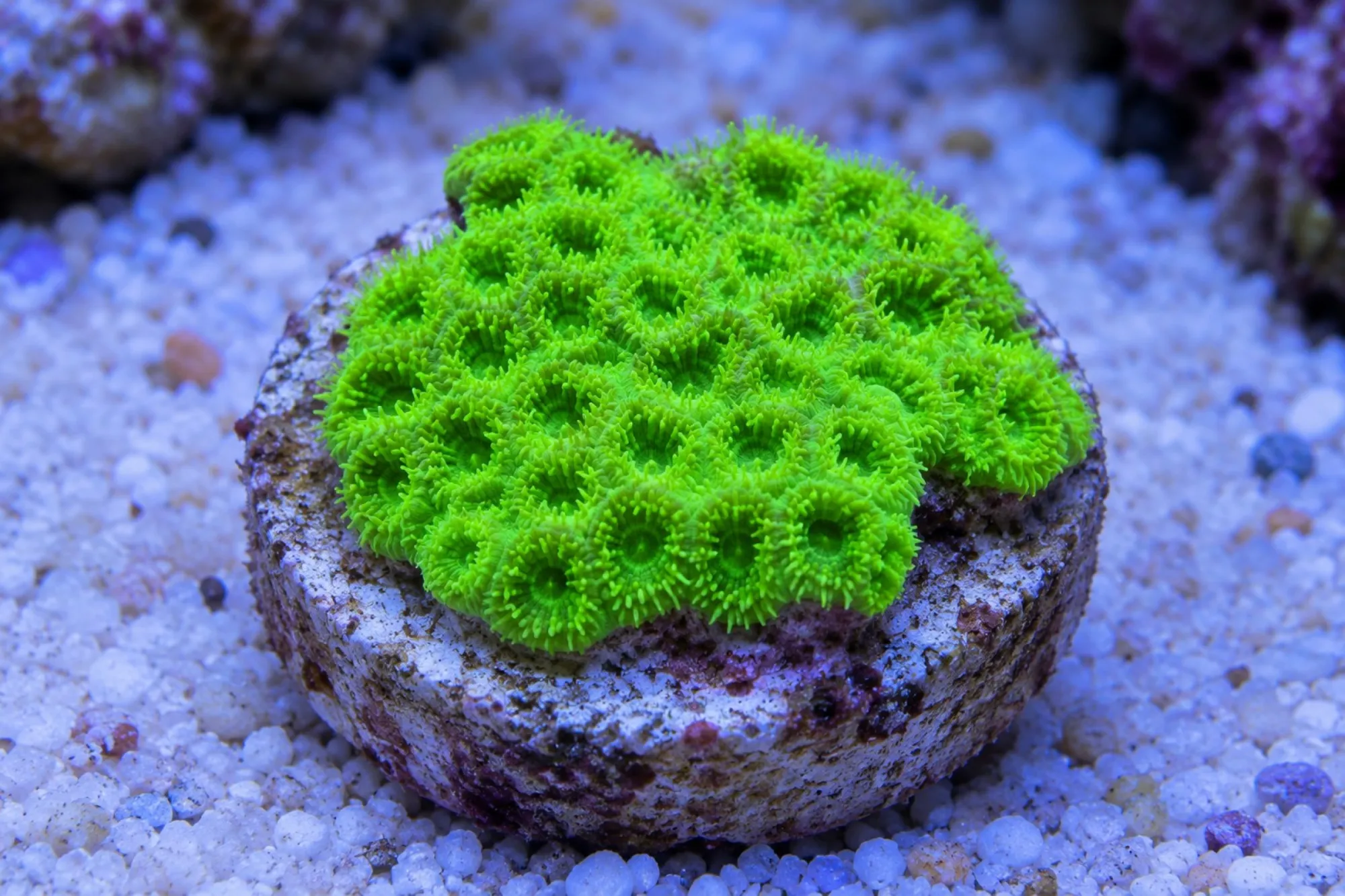 Krustenkoralle „Neongrün“ (Nachzucht), Leptastrea spec., Größe S–M