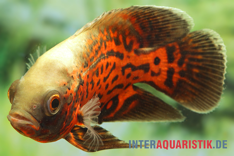 Pfauenaugenbuntbarsch "Black Tiger", Astronotus ocellatus