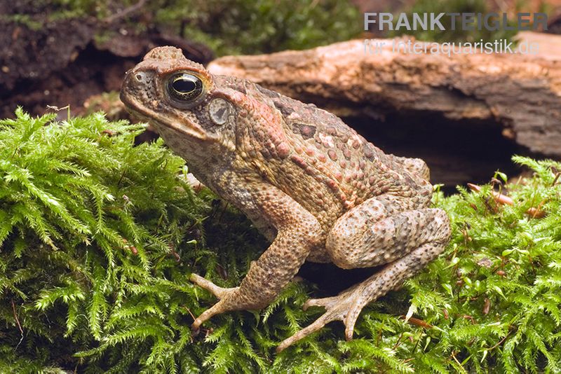 Agakröte, Bufo marinus, Größe XL