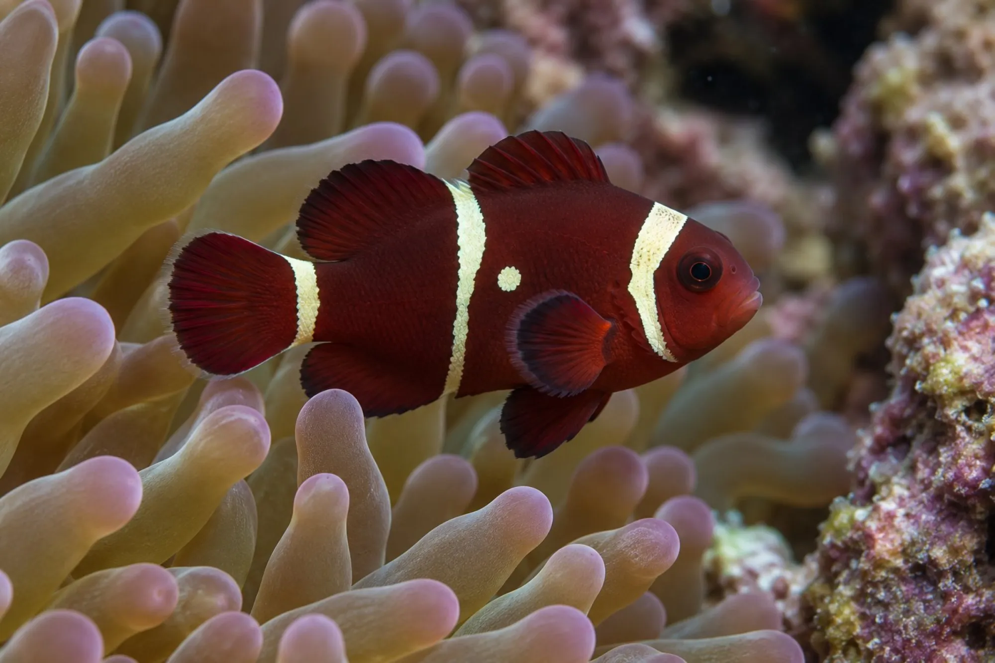 Samtanemonenfisch „Gold Dot“ Nachzucht, Premnas biaculeatus