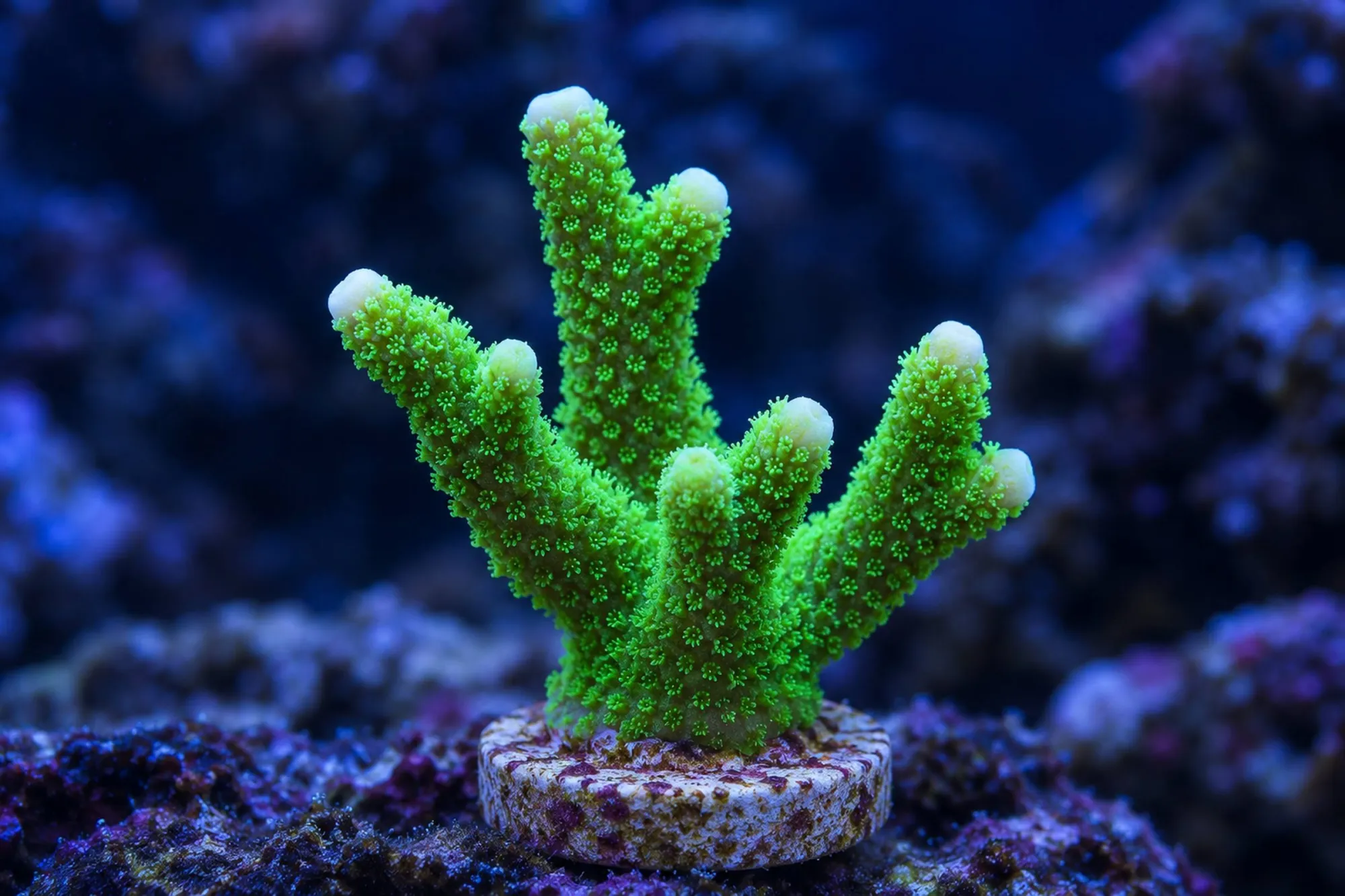 Montipora-Steinkoralle „Grün“ (Nachzucht), Montipora digitata, Größe S–M