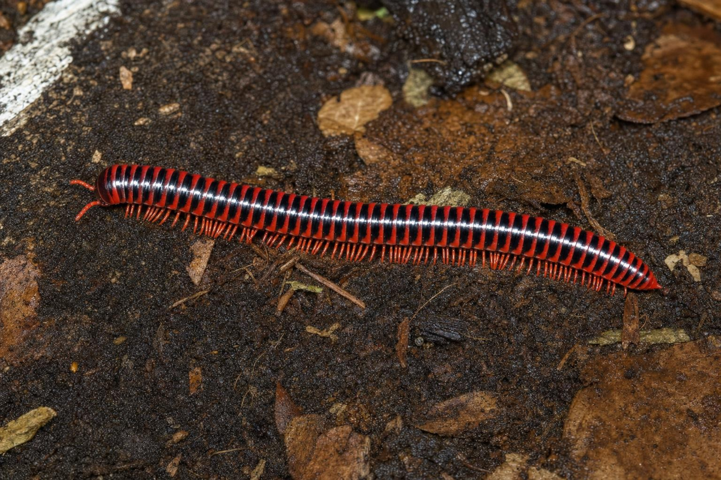 Rotbrauner Bandfüßer, Antheromorpha festiva
