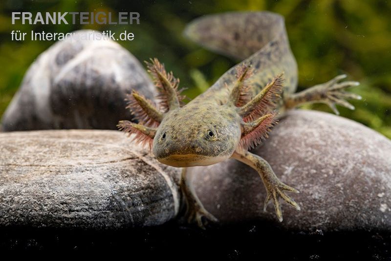 Axolotl naturfarben, Ambystoma mexicanum