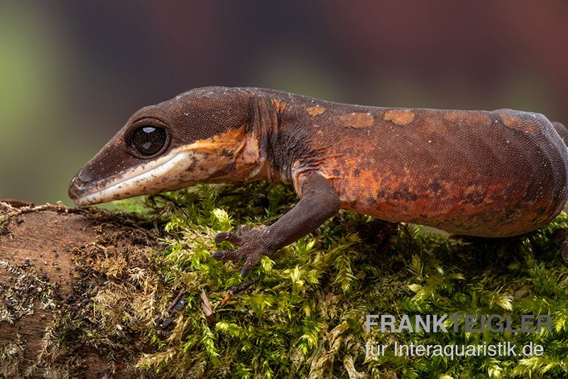 Katzengecko, Aeluroscalabotes felinus