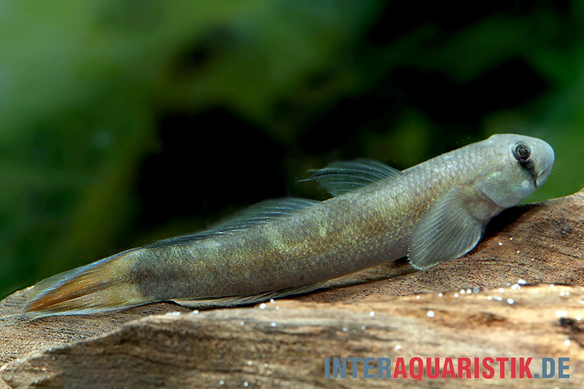 Blaue Algengrundel, Sicyopterus lagocephalus
