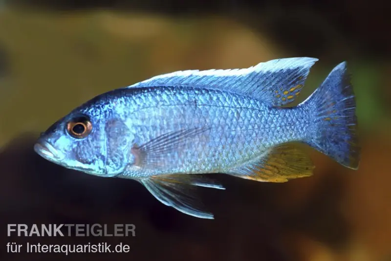 Eisblauer Maleri-Buntbarsch, Sciaenochromis fryeri Maleri Island, 4-5 cm