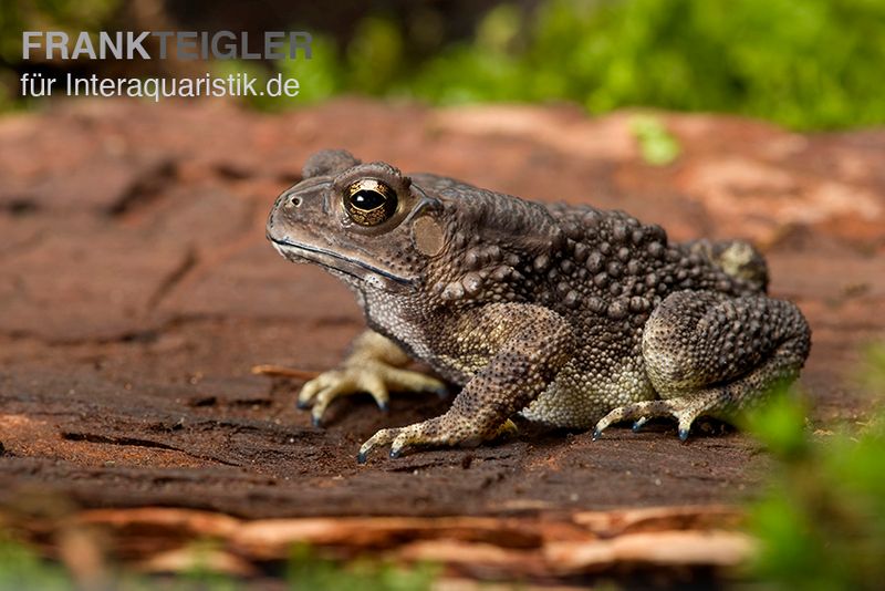 Schwarznarbenkröte, Bufo melanostictus