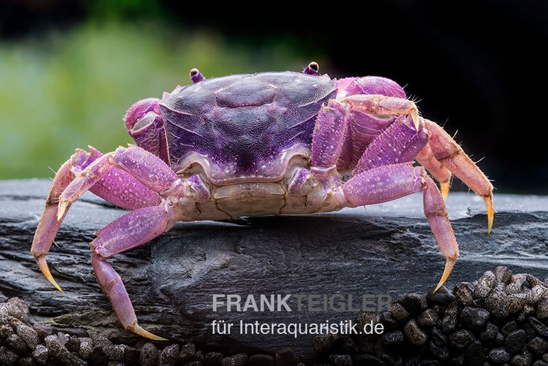 Lila Spider Crab, Neosarmatium sp. Purple, Zufällig ausgewählt