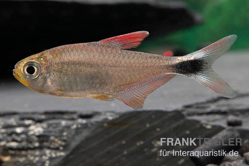 Panduro-Salmler, Hyphessobrycon robustulus