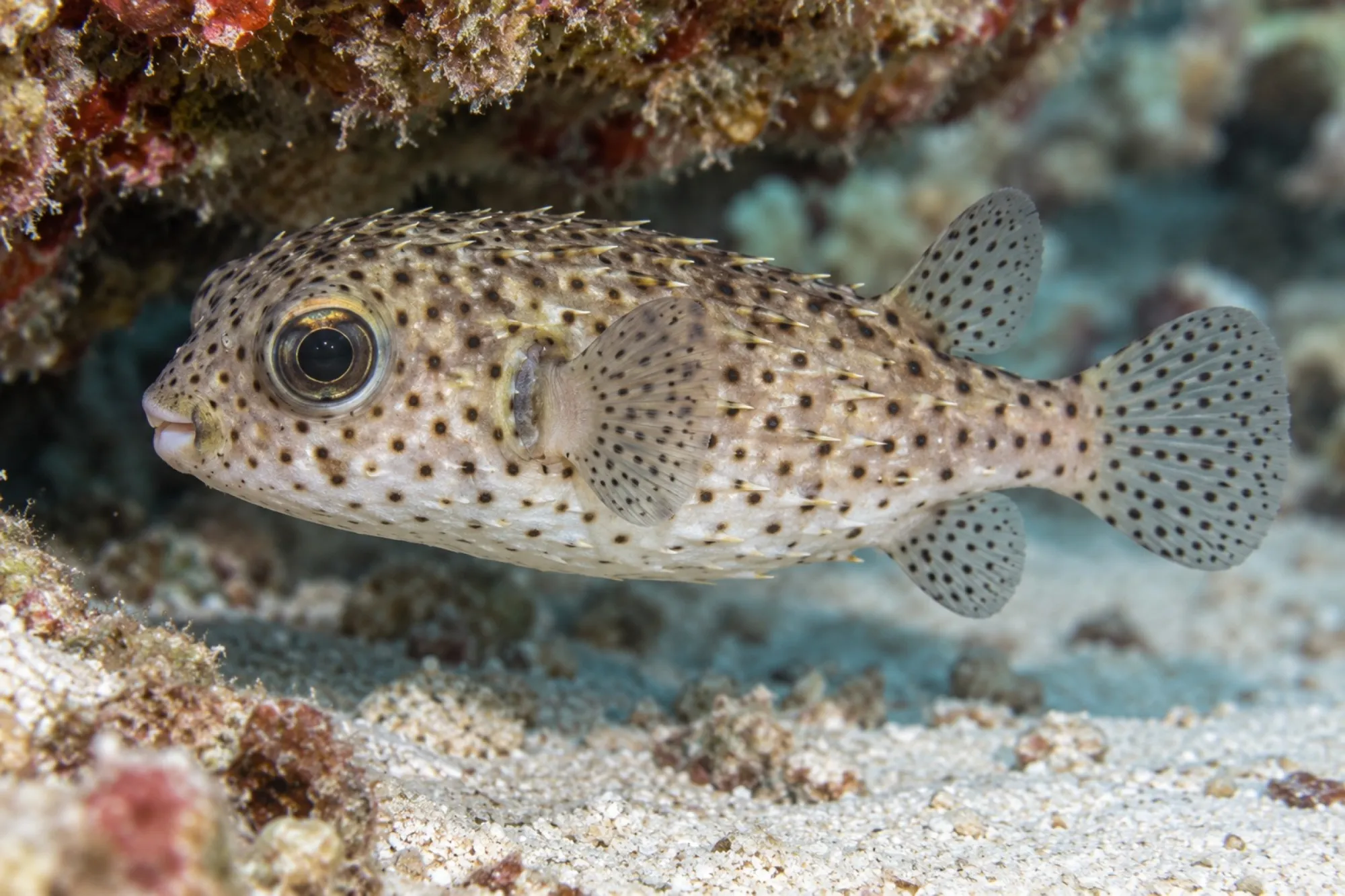 Gepunkteter Igelfisch, Diodon hystrix