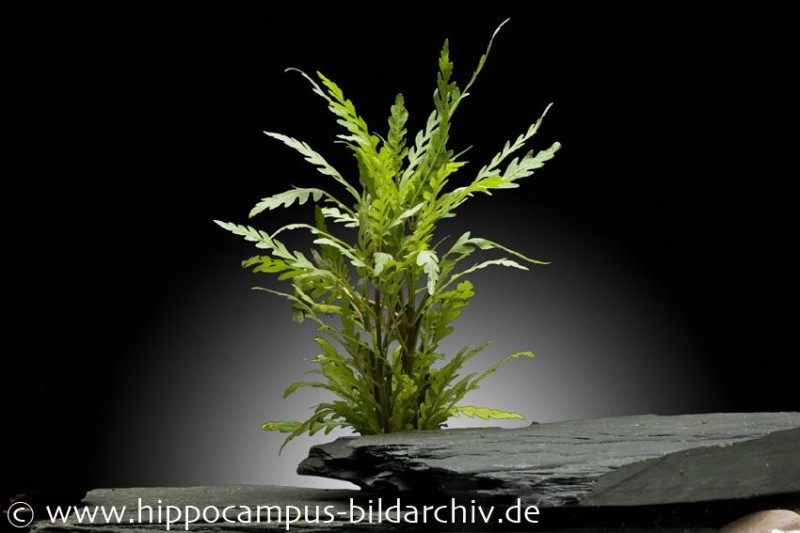 Gefiederter Wasserfreund, Hygrophila pinnatifida, im Topf