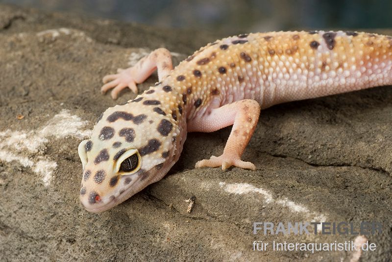 Leopardgecko, Eublepharis macularius, ENIGMA