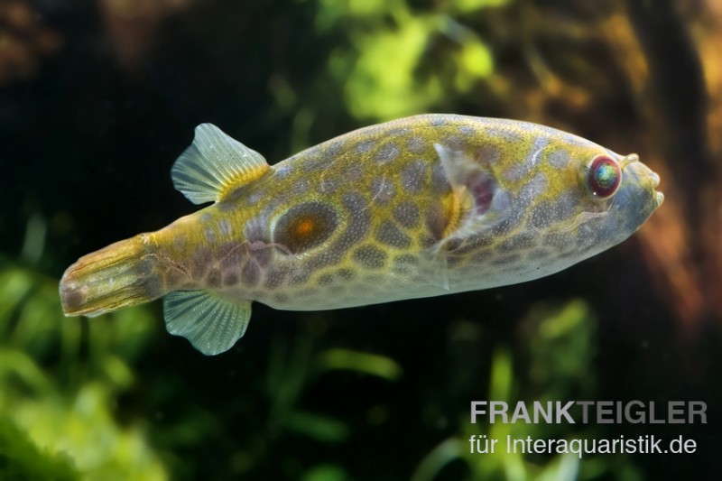 Kurznasiger Leierkugelfisch, Tetraodon leiurus