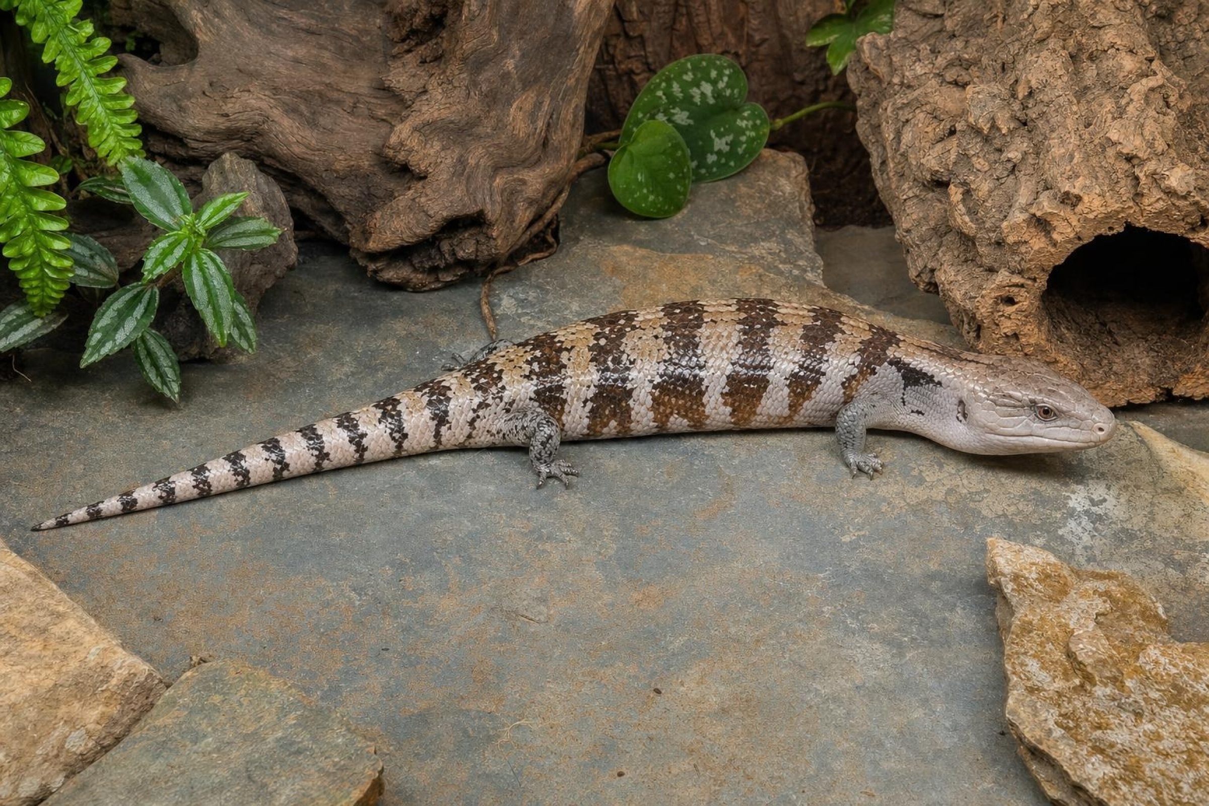 Irian-Jaya-Blauzungenskink, Tiliqua sp. irian jaya