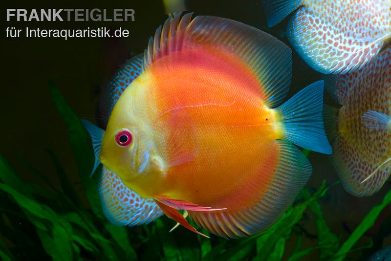 Diskusfisch ASIA-NZ, Symphysodon discus Red doll (Red melon), 5-6 cm