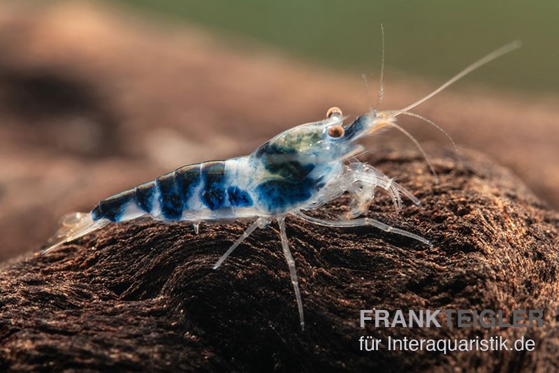 Blue Calceo Garnele, Caridina sp.