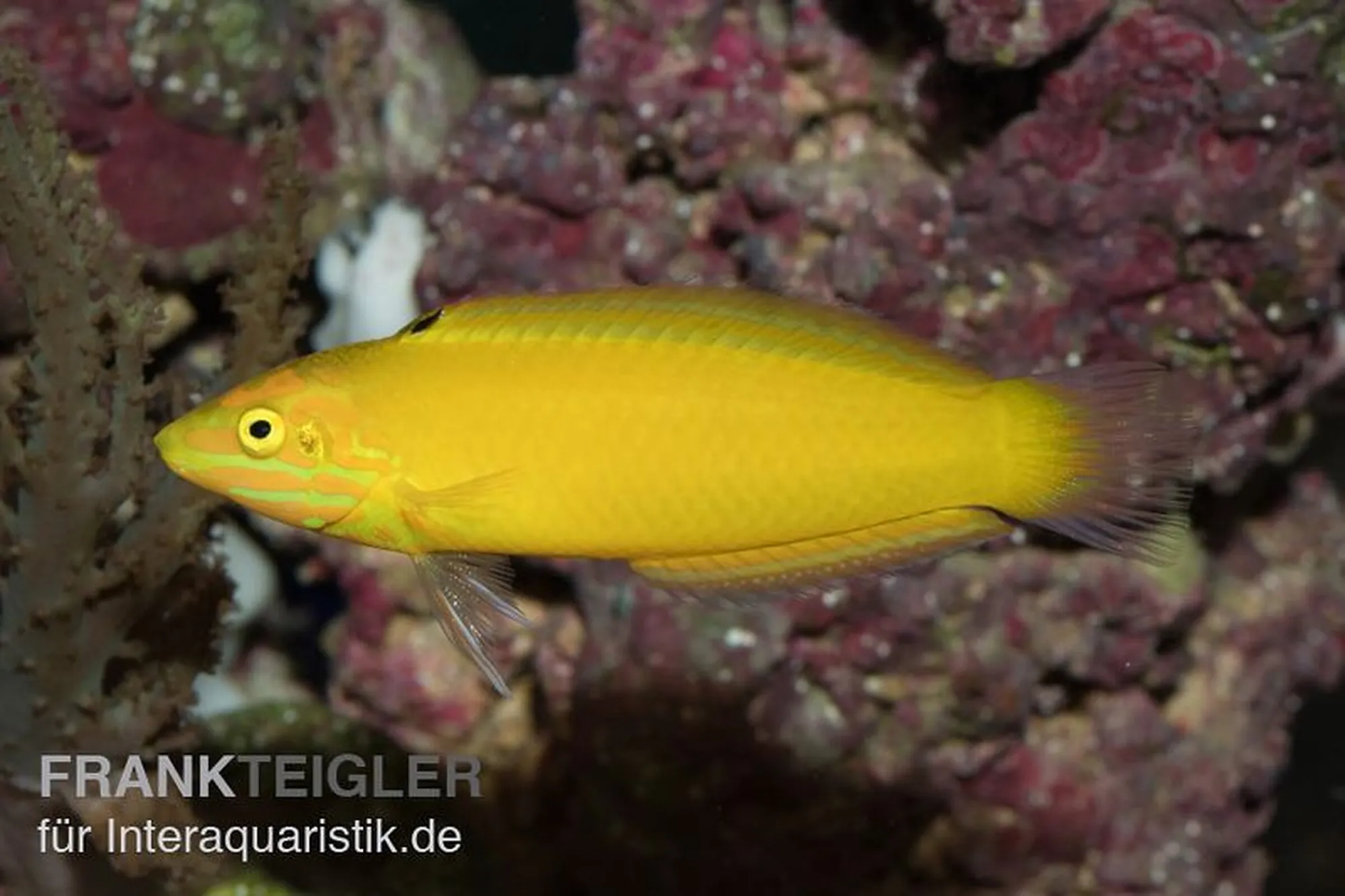Kanarien-Lippfisch, Halichoeres chrysus, ca. 3,0-4,0 cm