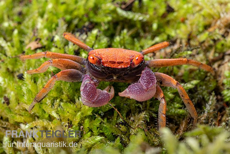 Disco-Vampirkrabbe, Geosesarma tiomanicum, Zufällig ausgewählt