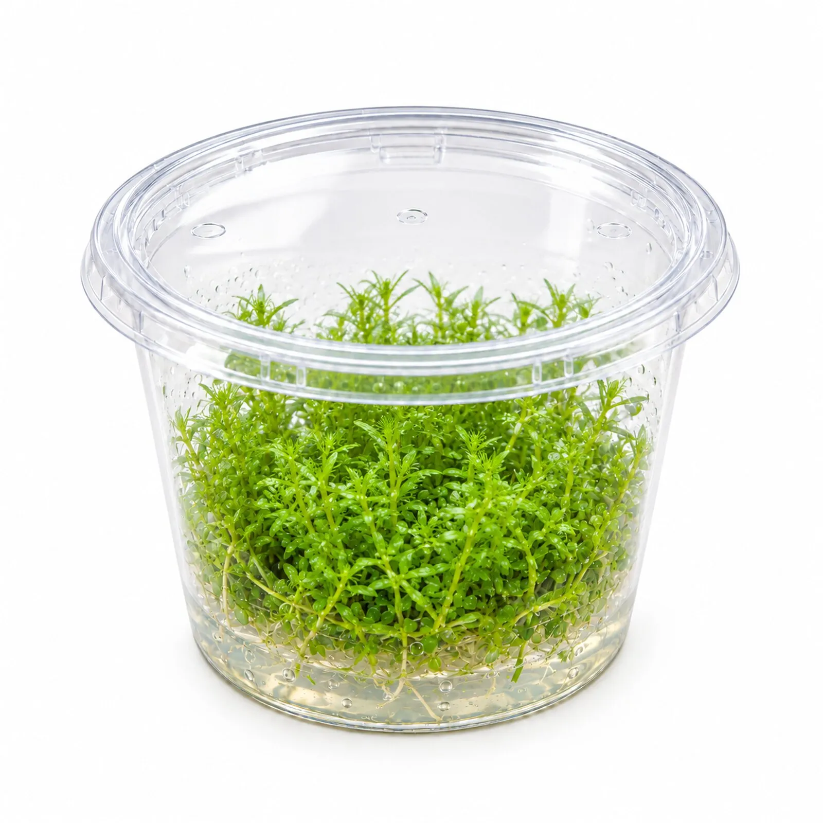 Wayanad-Rotola, Rotala sp. "Wayanad", In Vitro