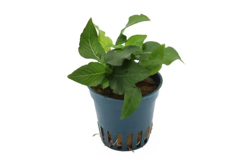 Kurzstängeliger Wasserfreund, Hygrophila corymbosa "Kompakt", im Topf