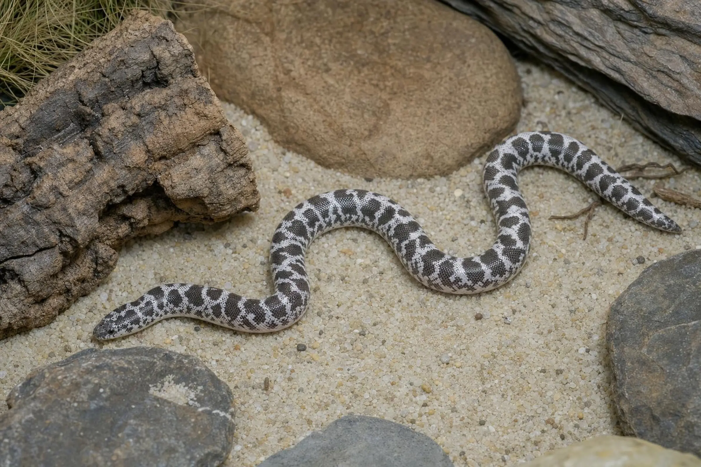 Axanthic-Kenia-Sandboa, Gongylophis c. loveridgei