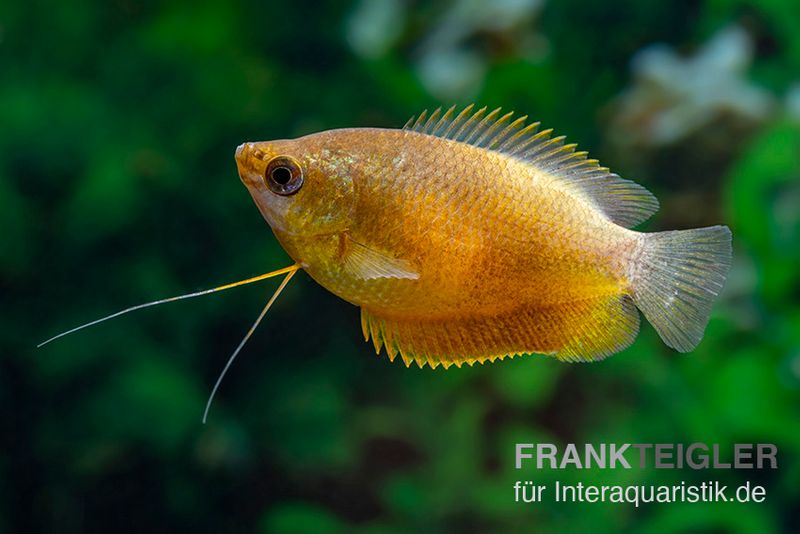 Dicklippiger Fadenfisch orange, Colisa labiosa “Orange“