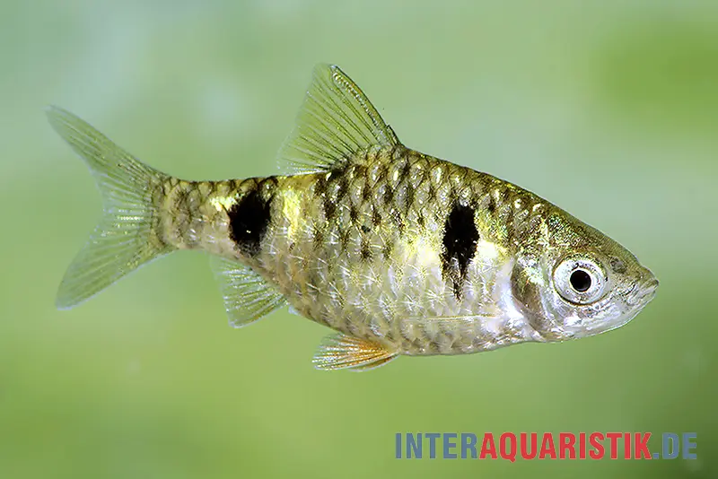  Zwergbarbe, Pethia phutunio (Puntius phutonio)