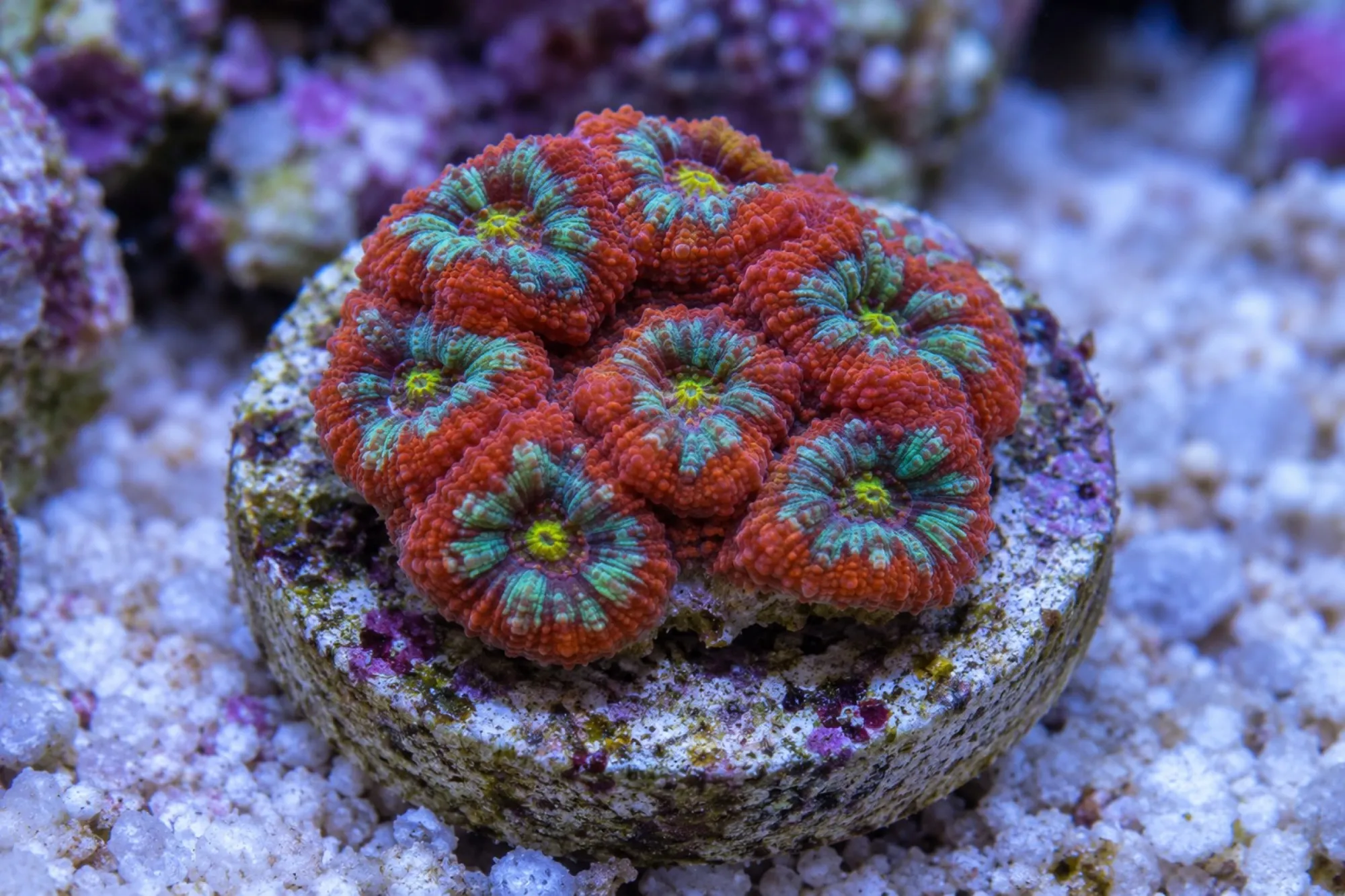 Micromussa-Hirnkoralle „Multicolor“ (Nachzucht), Micromussa amakusensis, Größe S–M