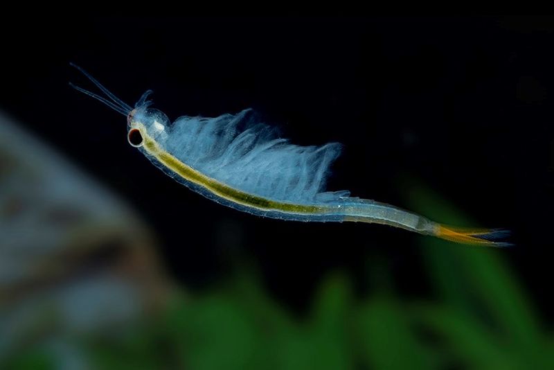 Thailändische Feenkrebse, Branchinella thailandensis sanoamuang, 10.000 Eier