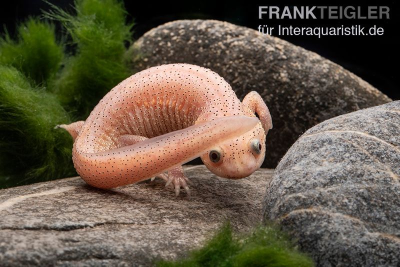 Spanischer Albino-Rippenmolch, Pleurodeles waltl albino