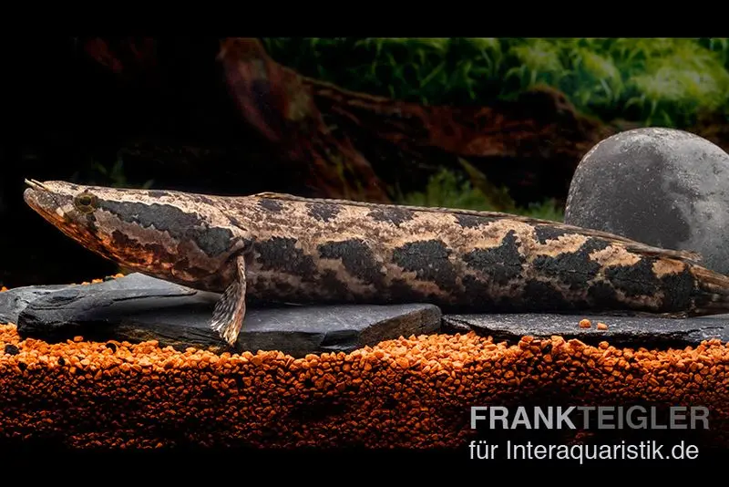 Afrikanischer Schlangenkopf, (Para-)Channa obscura, 10-12 cm