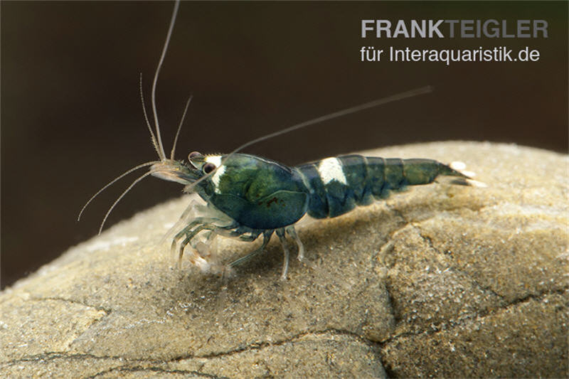 Green Hulk Garnele, Caridina logemanni Green Hulk (Taiwan Bee)