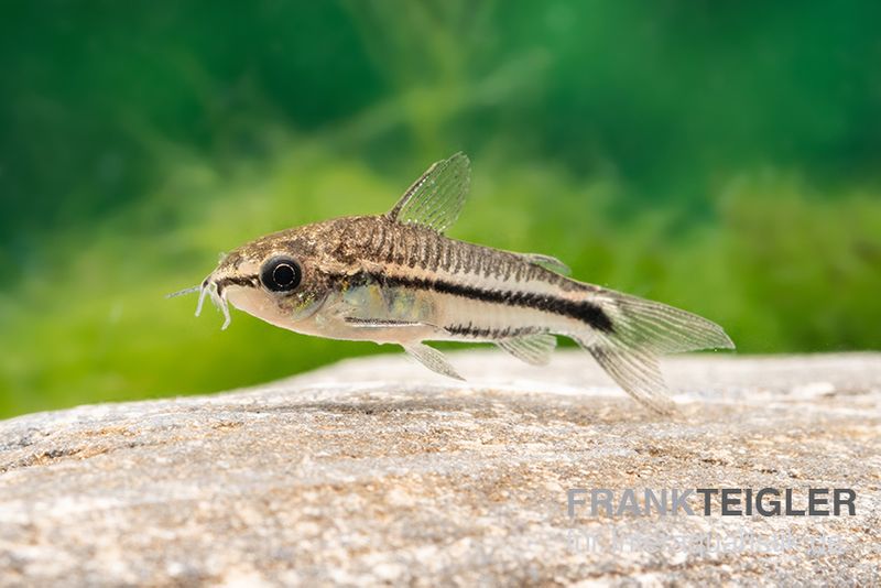 Zwergpanzerwels, Corydoras pygmaeus (Minifisch)