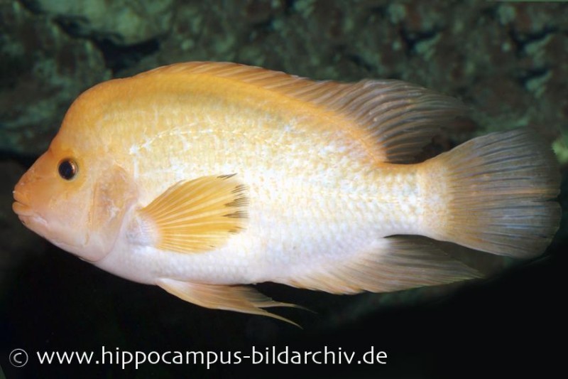 Zitronenbuntbarsch, Amphilophus citrinellus